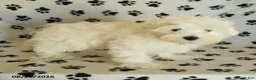 Maltese dogs for sale: Frost  - Ad 20