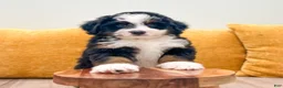 Mini Bernedoodle dogs for sale: Isabella - Ad 5