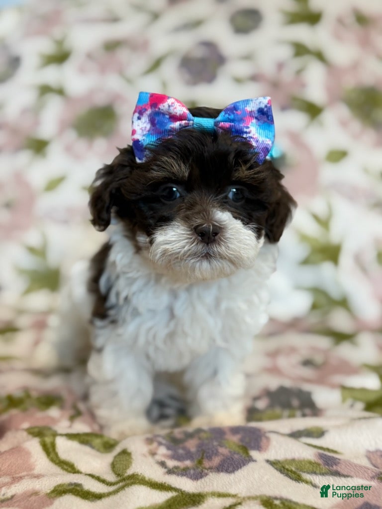 Shihpoo dogs Rory - Ad 2