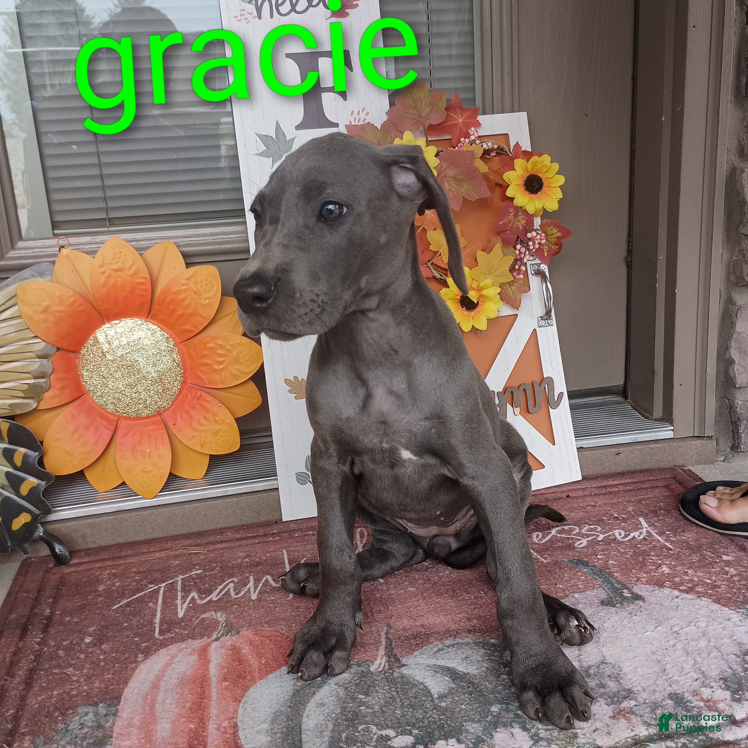 Great Dane dogs for sale: Gracie - Ad 1