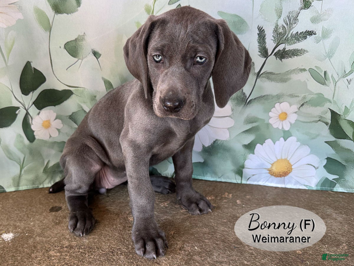 Weimaraner dogs Bonny - Ad 2
