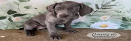 Weimaraner dogs for sale: Bonny - Ad 2