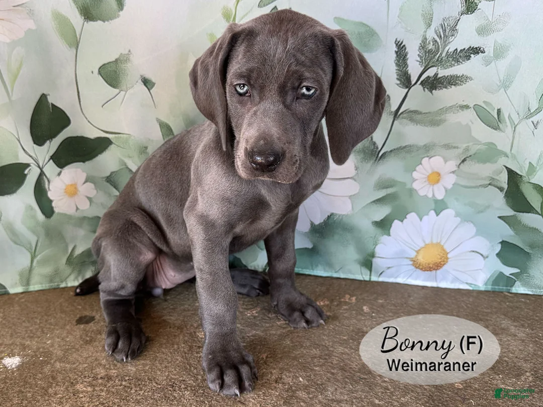 Weimaraner dogs for sale: Bonny - Ad 2