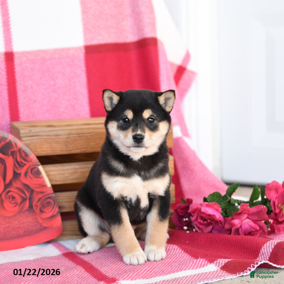 Shiba Inu dogs for sale: Becky - Ad 5