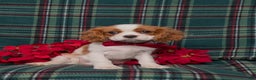 Cavalier King Charles Spaniel dogs for sale: Weber - Ad 3