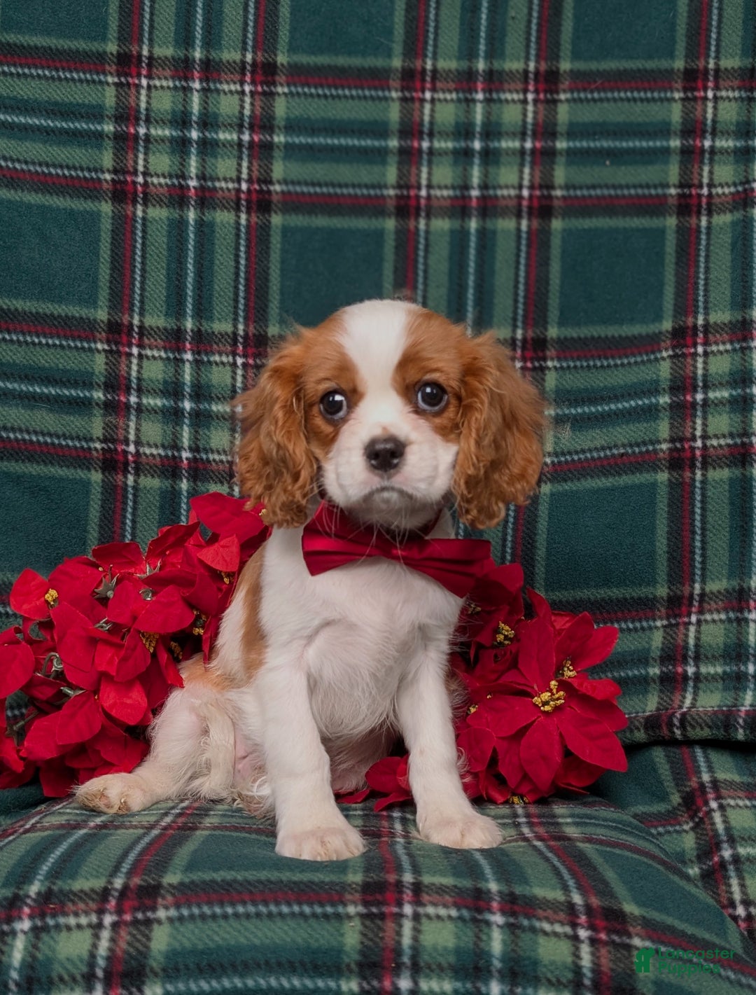 Cavalier King Charles Spaniel dogs for sale: Weber - Ad 3