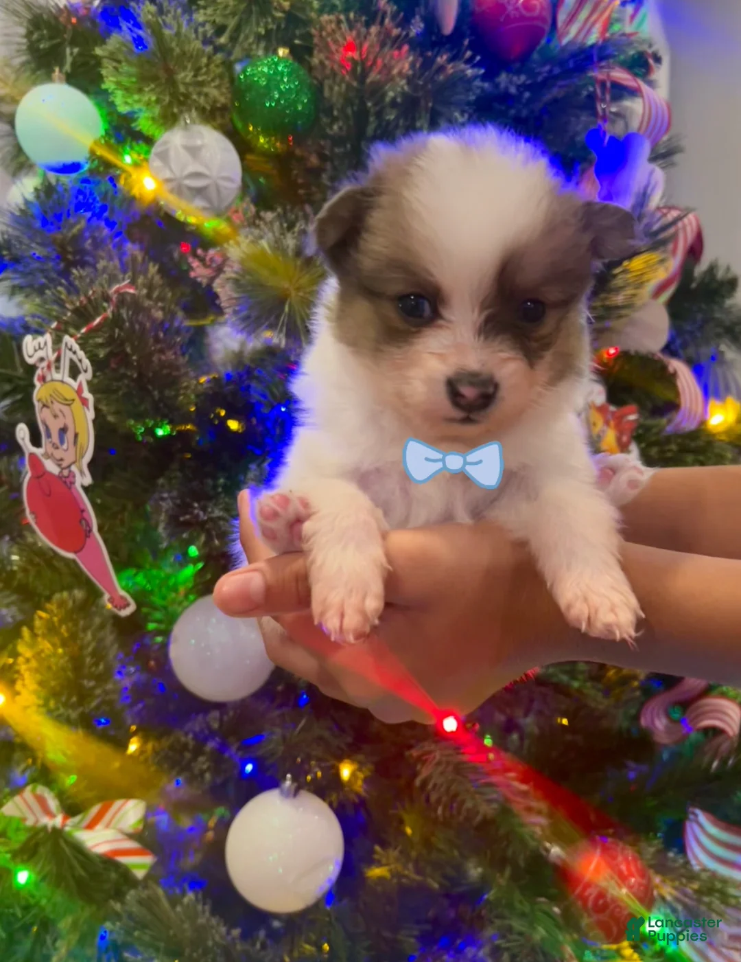 Pomeranian dogs for sale: Mase - Ad 2