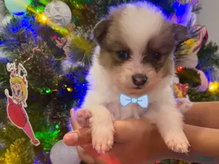 Pomeranian dogs Mase - Ad 8