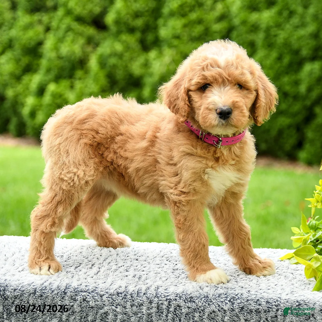 Mini Goldendoodle dogs for sale: Harley - Ad 1