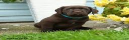 Labrador Retriever dogs for sale: Chuck - Ad 3