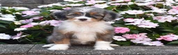 Mini Bernedoodle dogs for sale: Bubbles - Ad 3
