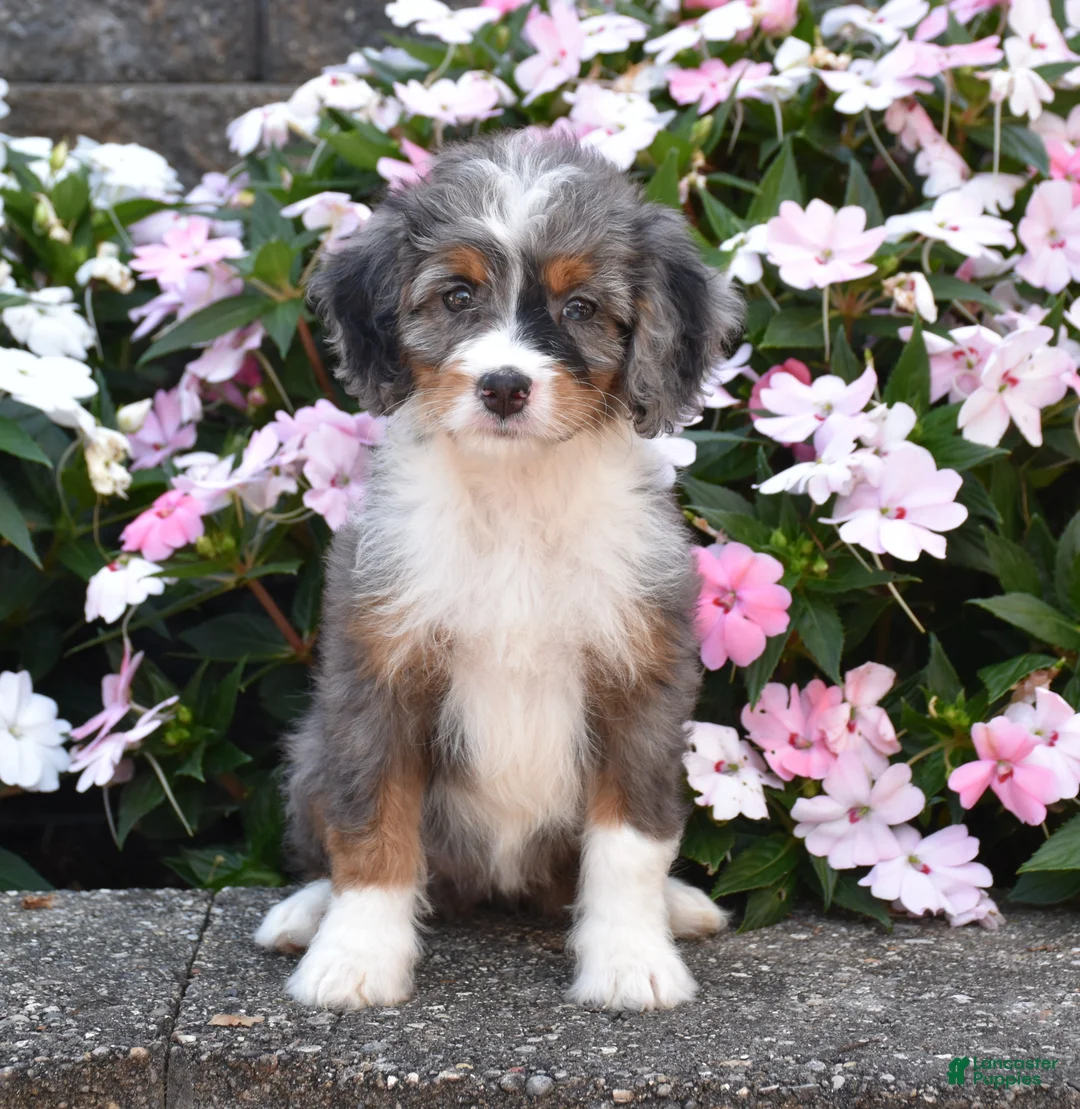 Mini Bernedoodle dogs for sale: Bubbles - Ad 3