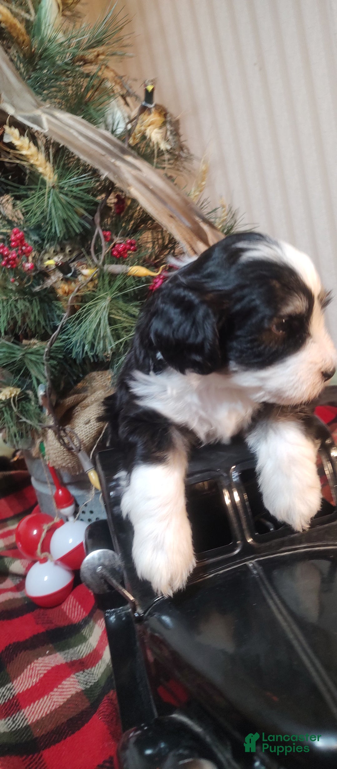 Mini Sheepadoodle dogs for sale: Beau  - Ad 3