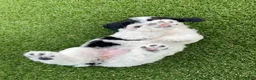 Mini Bernedoodle dogs for sale: Violet tiny/ toy - Ad 3