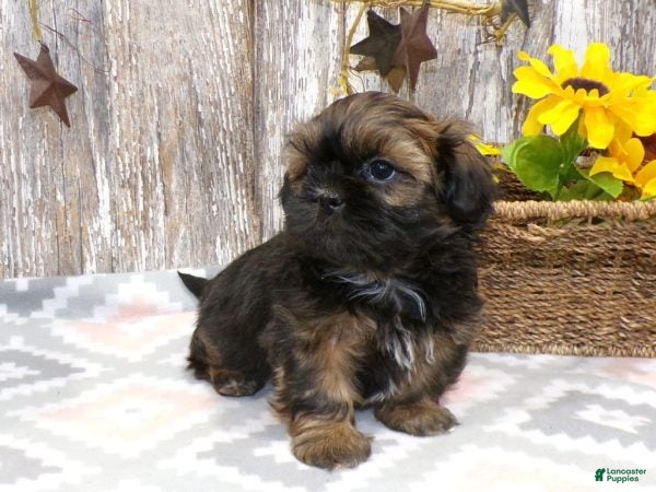 Shih Tzu dogs KALEB - Ad 1