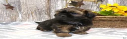 Shih Tzu dogs for sale: KALEB - Ad 1