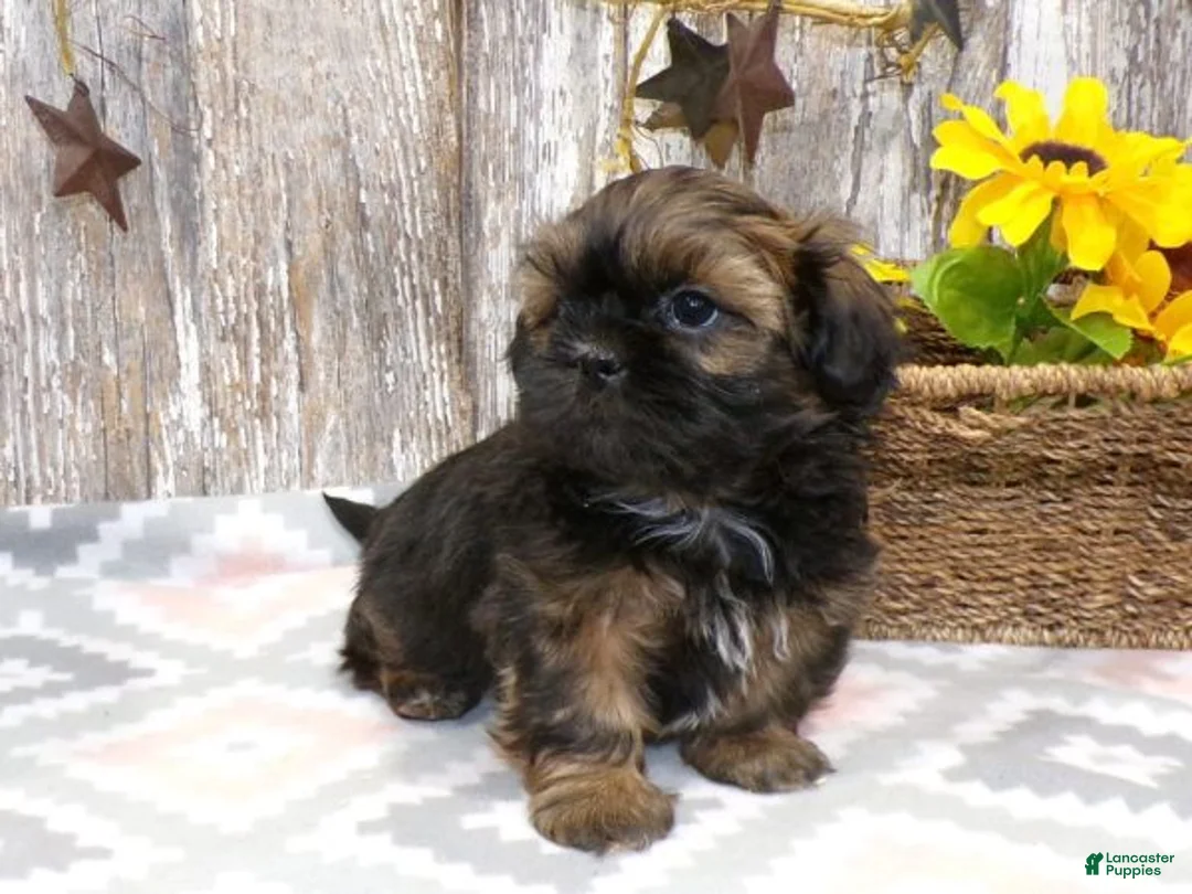 Shih Tzu dogs for sale: KALEB - Ad 1