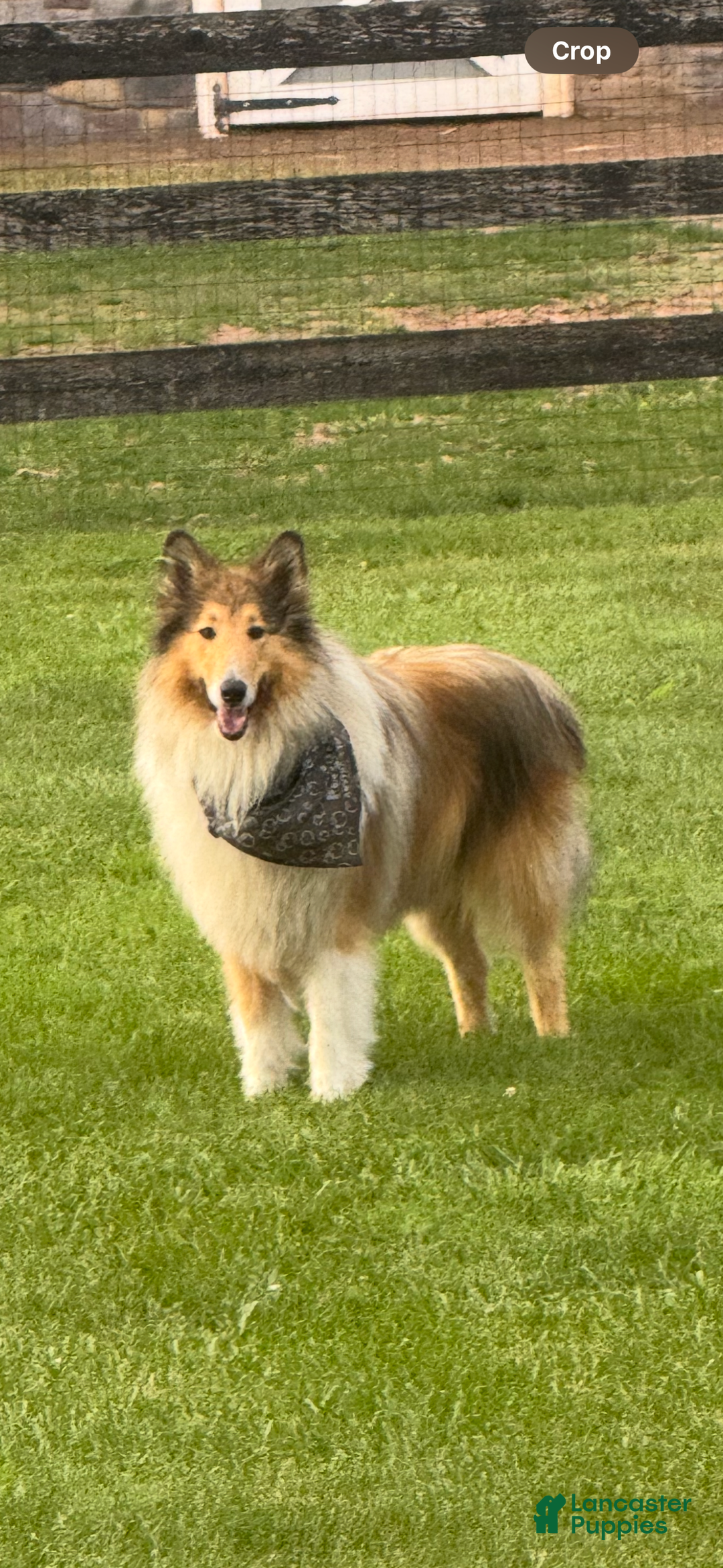 Collie dogs for sale: Collie Puppy 7 - Ad 24