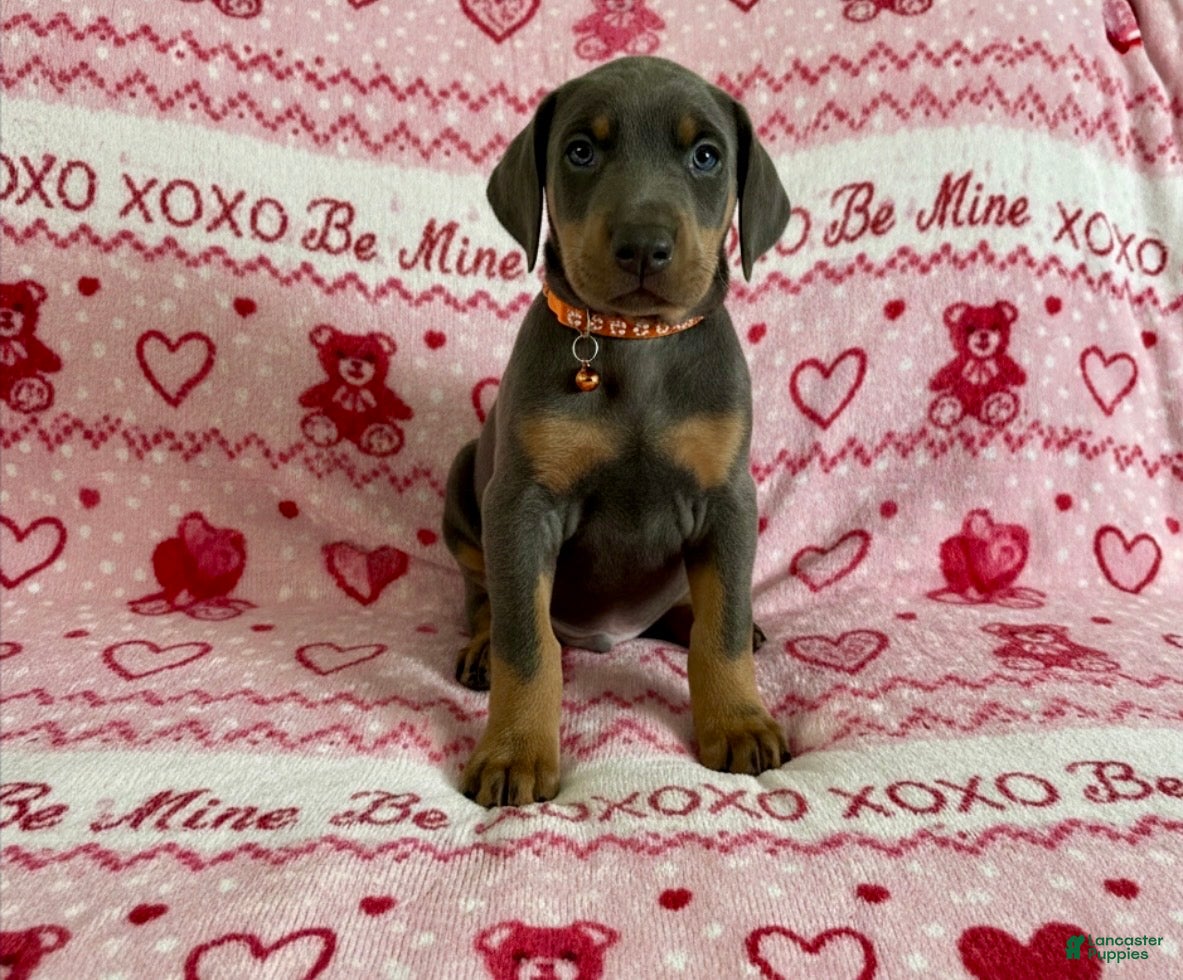 Doberman Pinscher dogs GENETIC HEALTH TESTED- JASPER - Ad 7