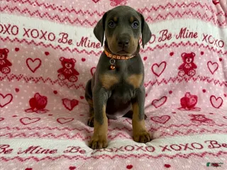 Doberman Pinscher dogs GENETIC HEALTH TESTED- JASPER - Ad 3