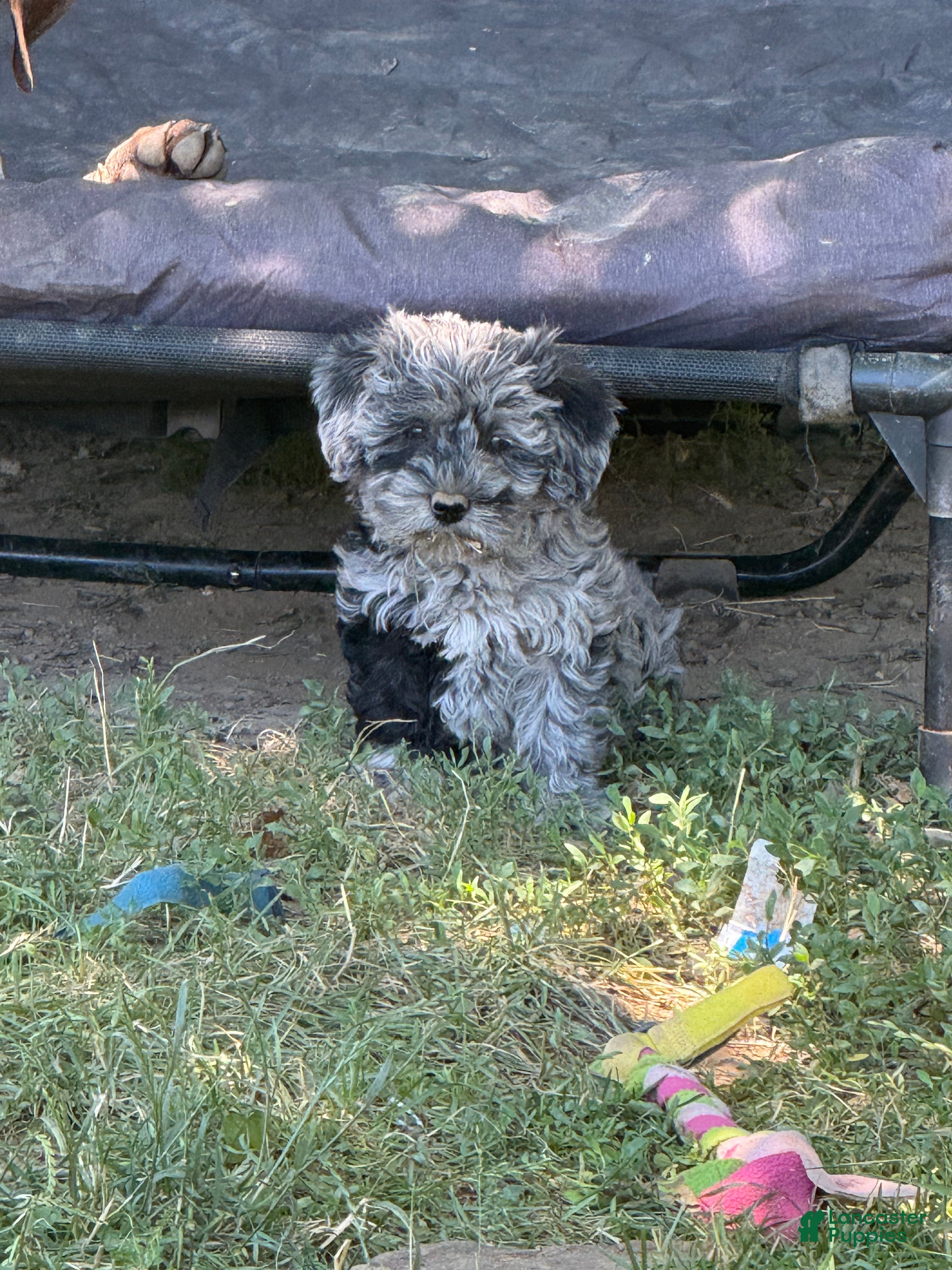 Schnoodle dogs Samantha - Ad 9