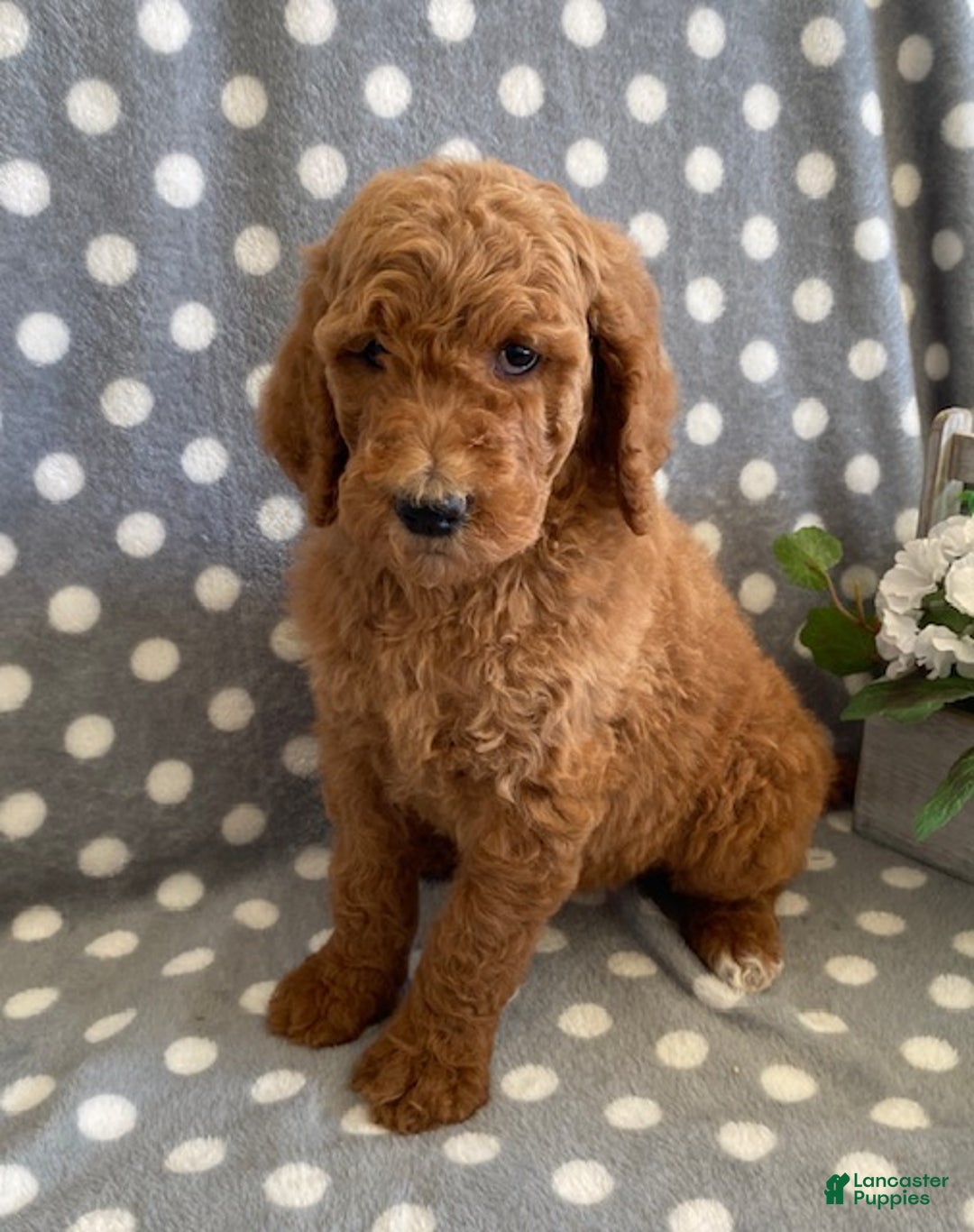 Standard Poodle dogs for sale: Jasmine - Ad 5