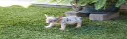 French Bulldog dogs for sale: French Bulldog Puppy 1 - Ad 2