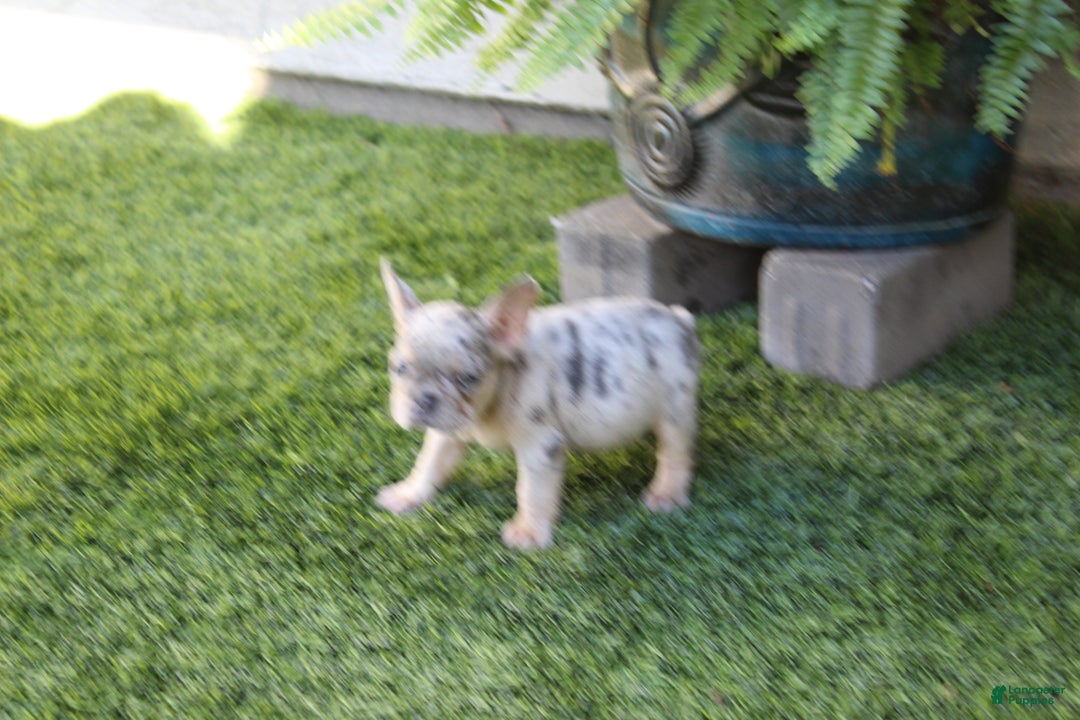 French Bulldog dogs for sale: French Bulldog Puppy 1 - Ad 2