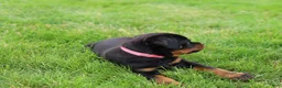 Rottweiler dogs for sale: Bailey  - Ad 9