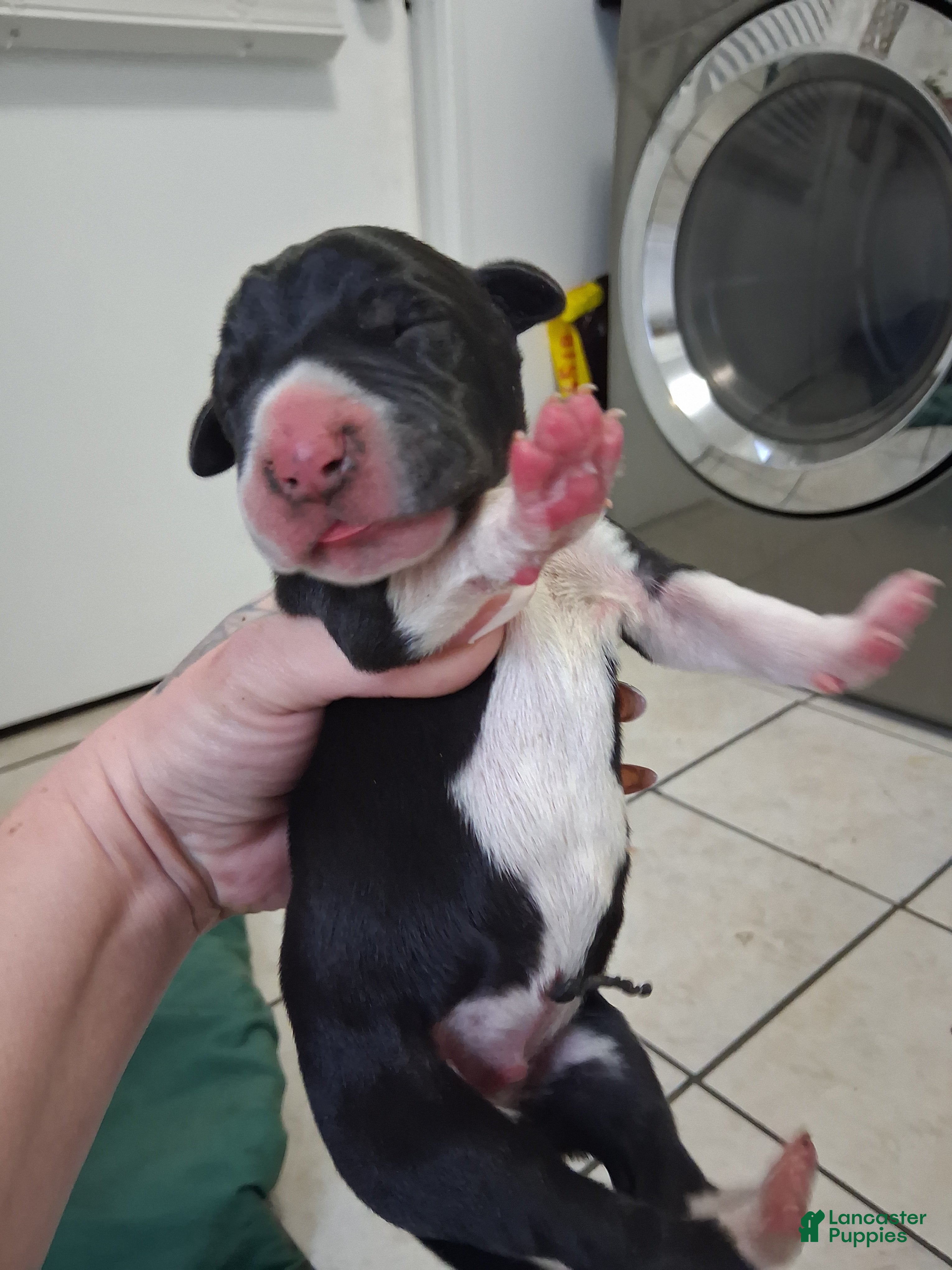 Great Dane dogs Great Dane 2 - Ad 41