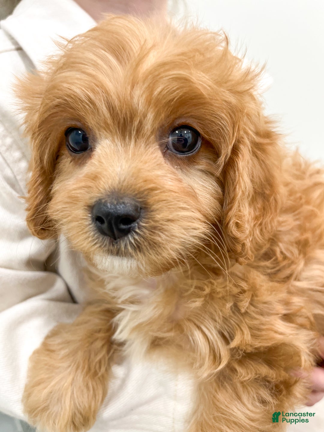 Cavapoo dogs for sale: Ben - Ad 6