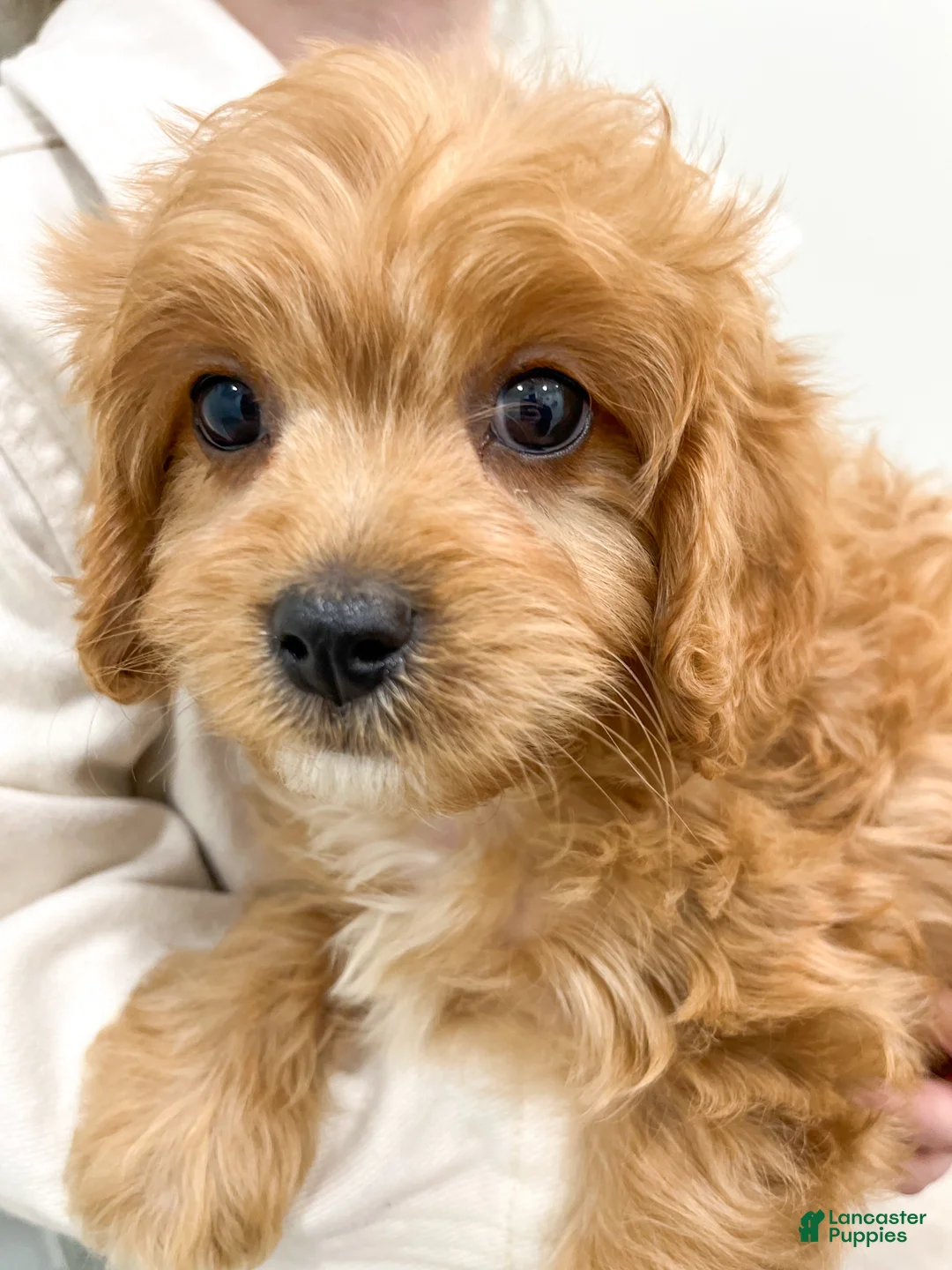 Cavapoo dogs for sale: Ben - Ad 6