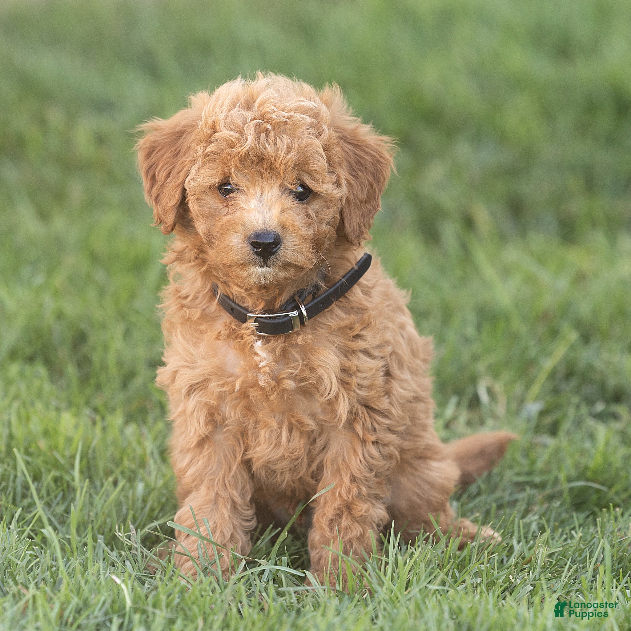 Mini Goldendoodle dogs Leo Miniature Goldendoodle  - Ad 1