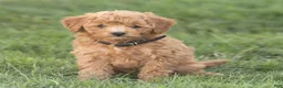 Mini Goldendoodle dogs for sale: Leo Miniature Goldendoodle  - Ad 1