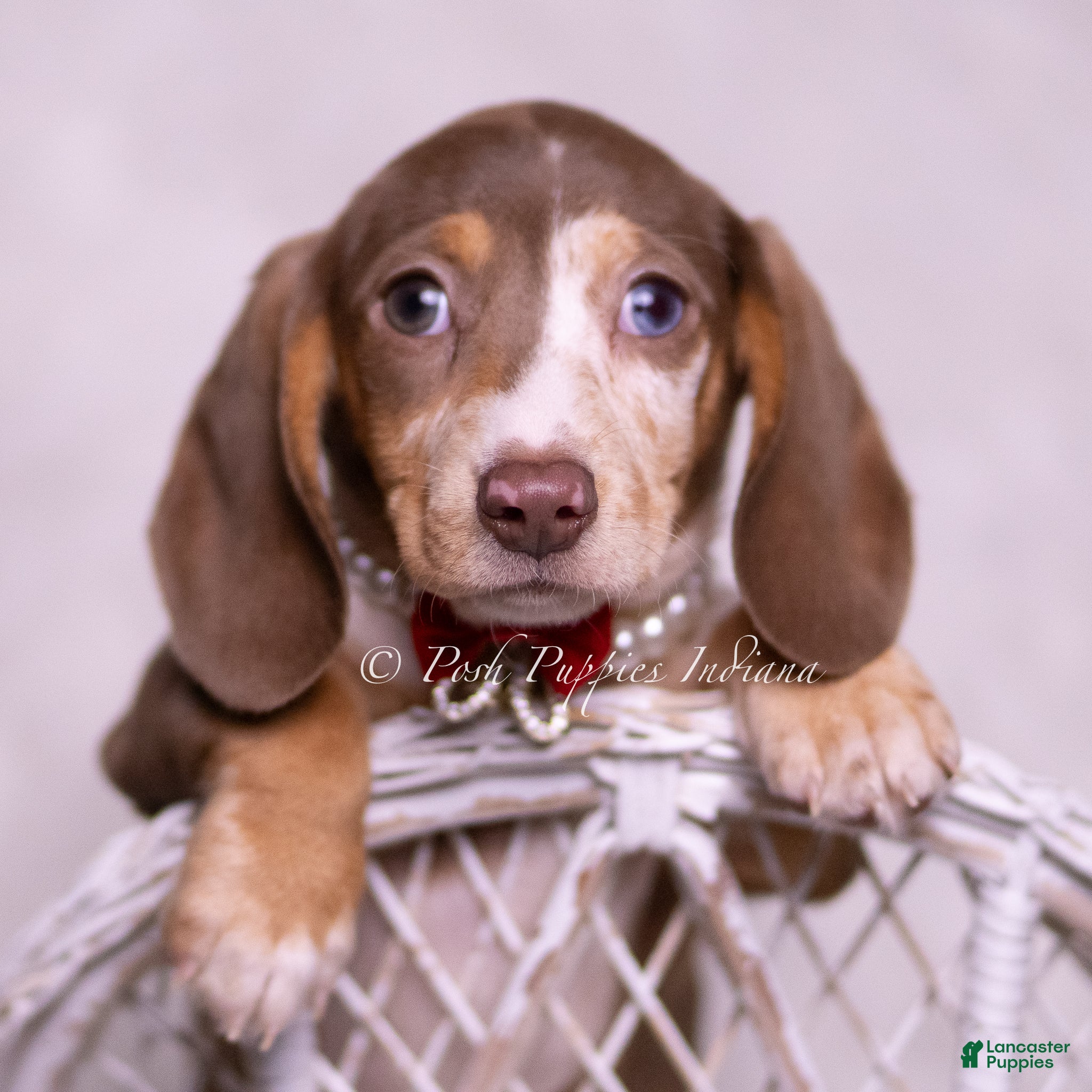 Miniature Dachshund dogs David Bowie - Ad 18