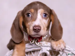 Miniature Dachshund dogs David Bowie - Ad 18