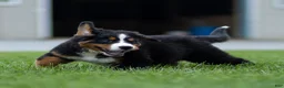 Bernese Mountain Dog dogs for sale: Bryan (Genetically Clear) Bernese Mountain Dog  - Ad 15