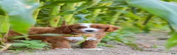 Cavapoo dogs for sale: Rocky - Ad 10