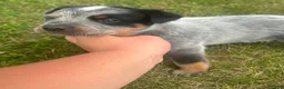 Australian Cattle Dog dogs for sale: Buck - Ad 8