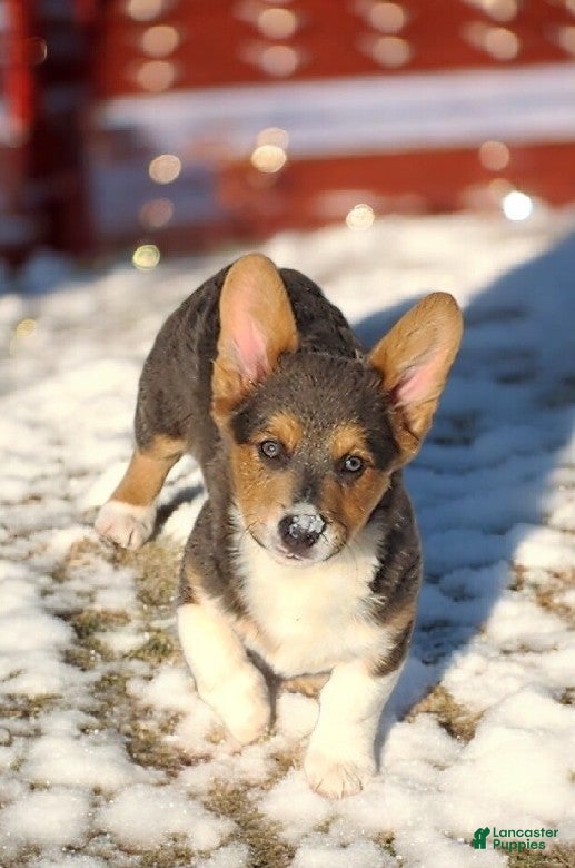 Welsh Corgi Pembroke dogs Abel Bluie - Ad 11