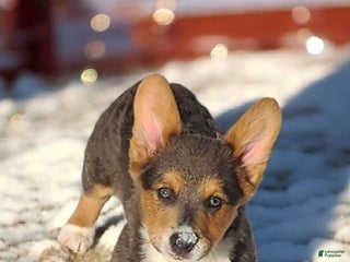 Welsh Corgi Pembroke dogs Abel Bluie - Ad 11