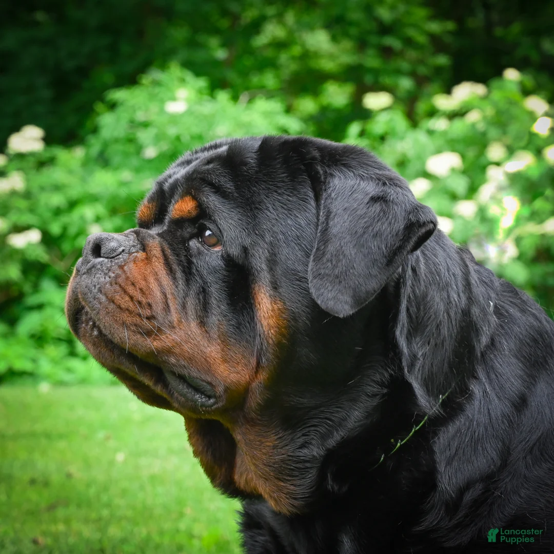 Rottweiler dogs for sale: Princess - Ad 12