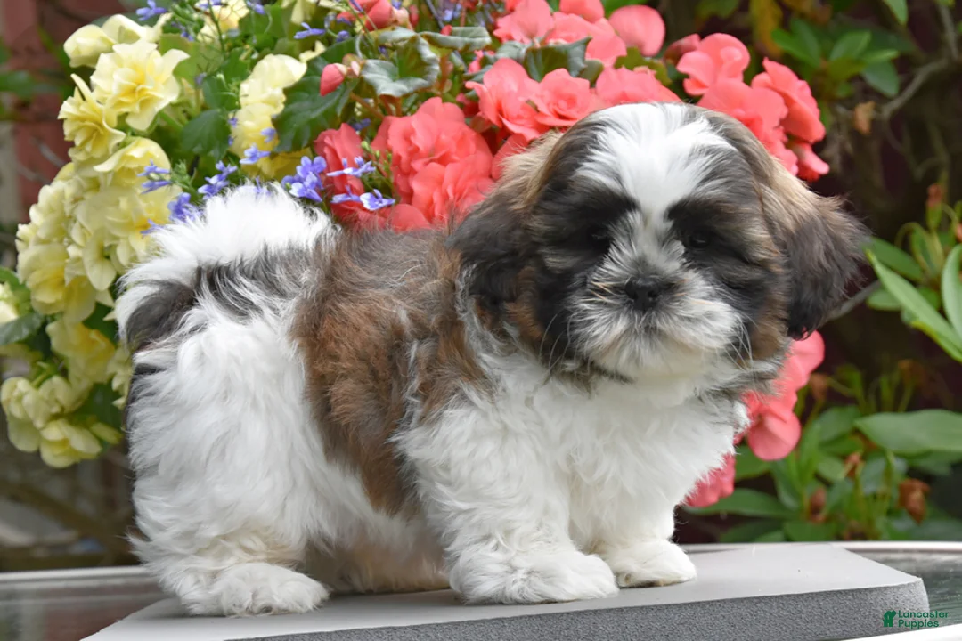 Shih Tzu dogs for sale: Mooch    - Ad 2