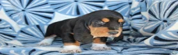 Basset Hound dogs for sale: Mr. Socks - Ad 3