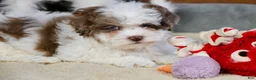 Shihpoo dogs for sale: Radlee - Ad 3