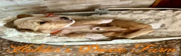 Miniature Dachshund dogs for sale: Happy - Ad 11