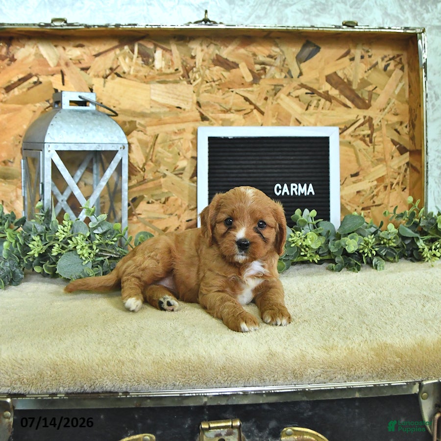 Cavapoo dogs Carma - Ad 1