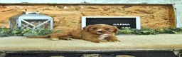 Cavapoo dogs for sale: Carma - Ad 1