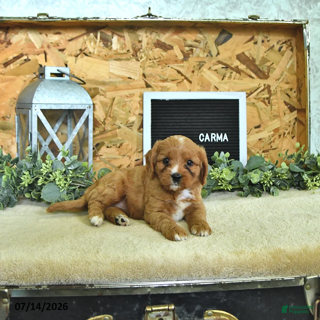 Cavapoo dogs for sale: Carma - Ad 1