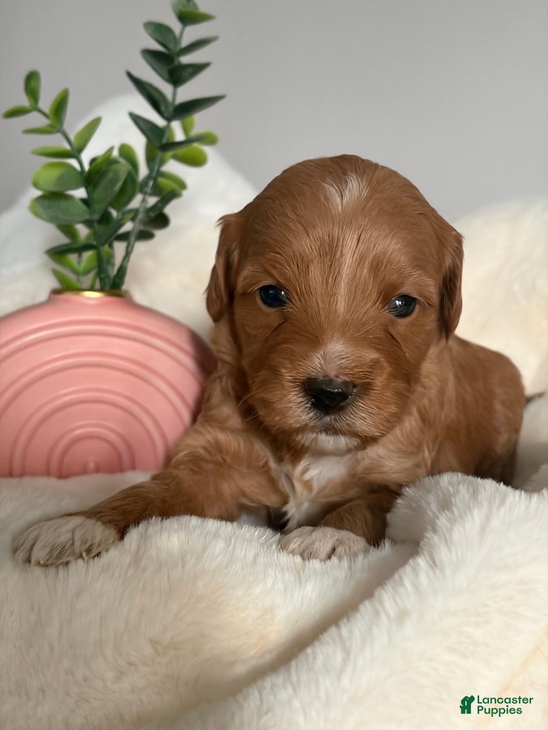 Mini Goldendoodle dogs for sale: Mini Goldendoodle Puppy 6 - Ad 1